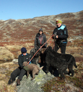 Bandtvang for hund