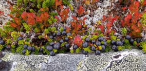 Foto: K.Gjørvad